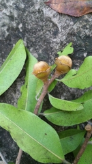 Diospyros comorensis