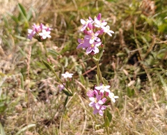 Centaurium littorale