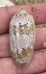 Vullietoliva splendidula