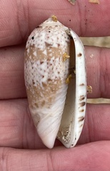 Vullietoliva splendidula