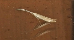 Coleophorinae