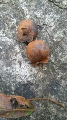 Diospyros comorensis