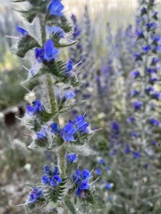 Echium vulgare