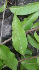 Diospyros comorensis