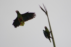 Amazona ventralis