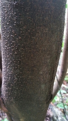 Diospyros comorensis