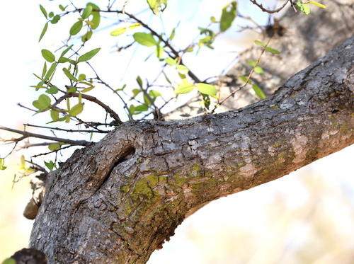 Image of Phyllogeiton zeyheri by (c) Wynand Uys, some rights reserved (CC BY)