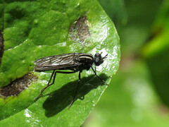 Thereva albovittata