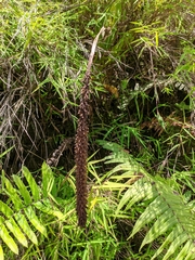 Goodyera procera