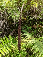 Goodyera procera