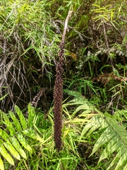 Goodyera procera