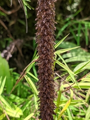 Goodyera procera