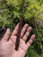 Goodyera procera