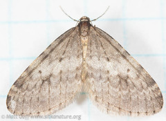 Operophtera occidentalis