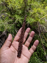 Goodyera procera