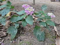 Lantana × pohliana