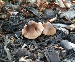 Entoloma