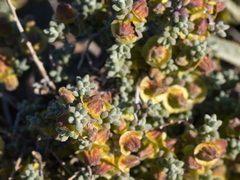 Maireana pyramidata