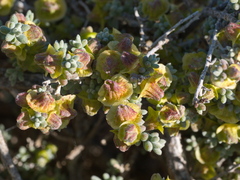 Maireana pyramidata