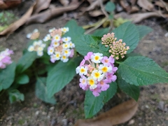 Lantana × pohliana