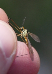 Nephrotoma submaculosa