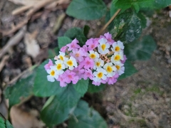 Lantana × pohliana