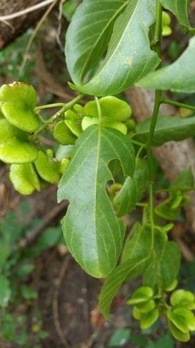 Gouania laxiflora image