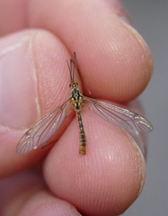 Nephrotoma submaculosa