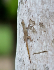 Anolis