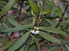 Myoporum montanum