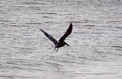 Pelecanus occidentalis