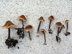 Entoloma