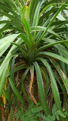 Pandanus analamerensis