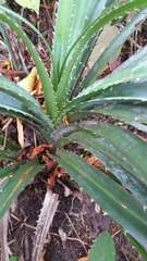 Pandanus analamerensis