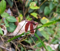 Neurothemis fluctuans