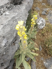 Verbascum giganteum