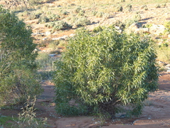 Myoporum montanum