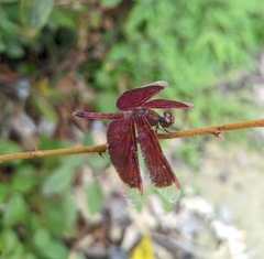 Neurothemis fluctuans