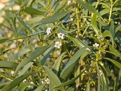 Myoporum montanum