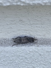 Trichoferus kotschyi