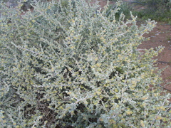 Maireana pyramidata