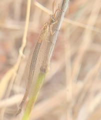 Creoleon lugdunensis