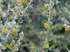 Maireana pyramidata