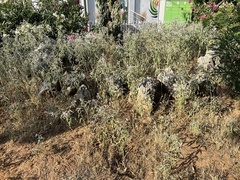 Solanum elaeagnifolium