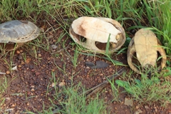 Chelodina kurrichalpongo