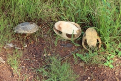 Chelodina kurrichalpongo