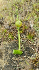 Dracaena xiphophylla image