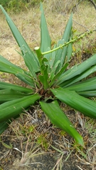 Dracaena xiphophylla image