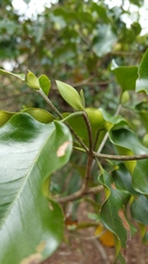 Coptosperma