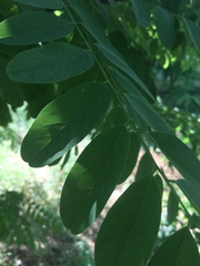Robinia